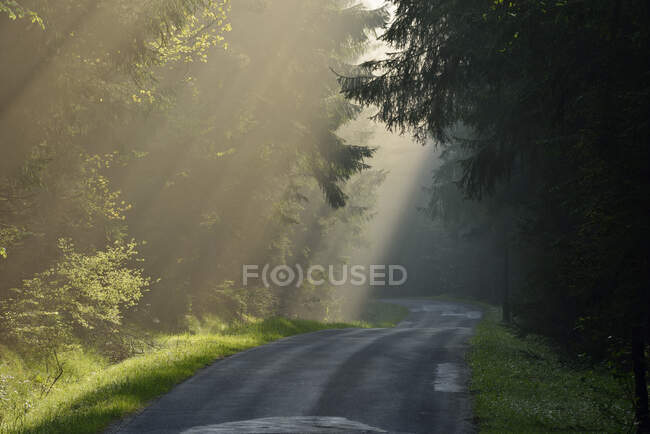 Empty country road through forest at twilight on misty day — Stock Photo