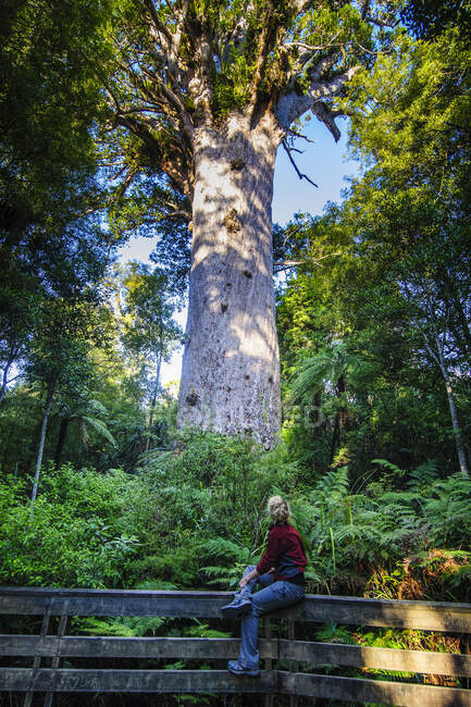 Mujer mirando Te Matua Ngahere, un árbol kauri gigante, Waipoua Forest, Westcoast Northland, North Island, Nueva Zelanda - foto de stock