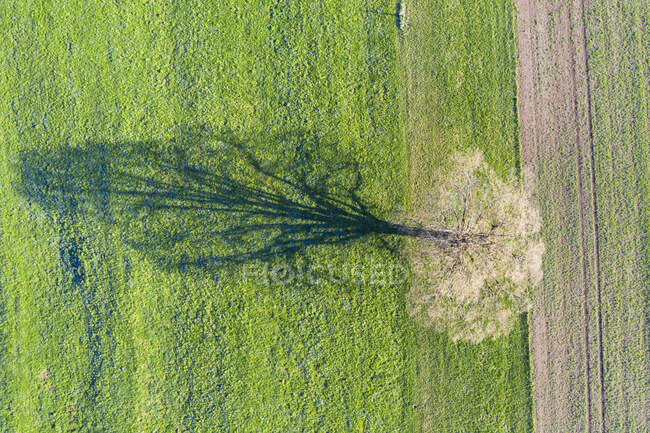Veduta aerea della quercia sul prato, ombra — Foto stock