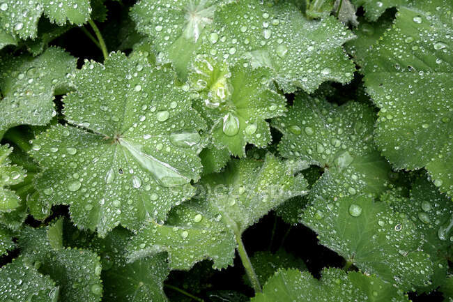 Gocce di pioggia sulle foglie del mantello della signora — Foto stock