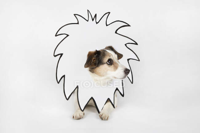 Kleiner Hund mit gezogener Löwenmähne — Stockfoto