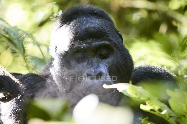 Африка, Уганда, ліс Бвінді, портрет срібної горили. — стокове фото