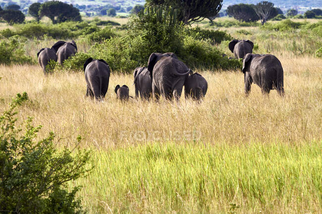 Africa, Uganda, Fort Portal, Elizabeth National Park, familia de elefantes caminando - foto de stock