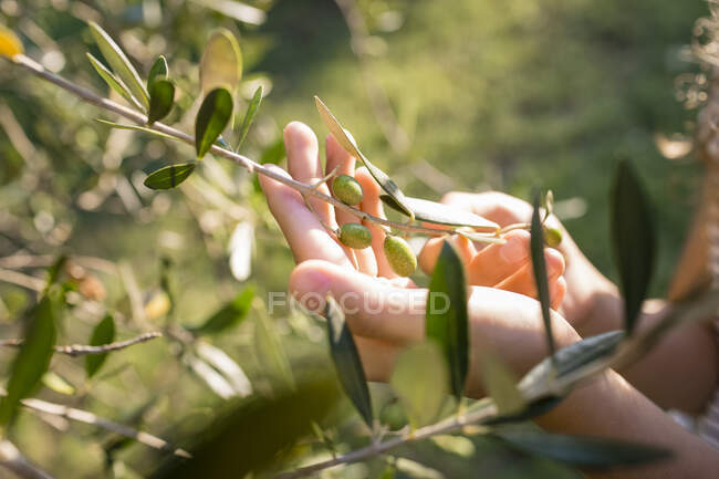 Green olives on tree, Tuscany, Italy — Stock Photo