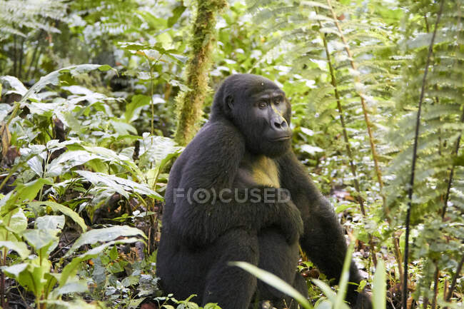 Африка, Уганда, ліс Бвінді, горила в лісі. — стокове фото