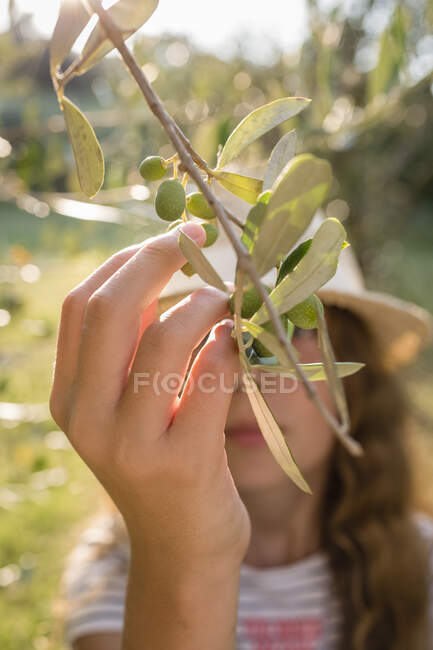 Green olives on tree picked by a girl, Tuscany, Italy — Stock Photo