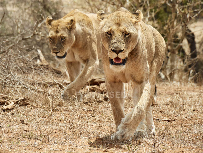 Дві левиці, Національний парк Крюгер, Мпумаланга, Південна Африка. — стокове фото