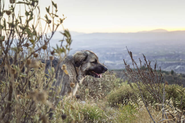 Stray dog at Acrocorinth, Corinth, Greece — Stock Photo