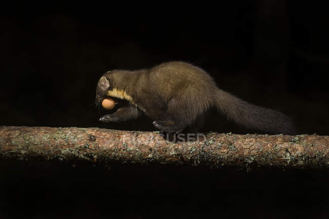 Pine marten with egg in mouth on tree in forest during night, Scotland — Stock Photo