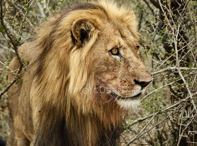 Retrato de leão macho, Parque Nacional Chobe, Maun, Botswana — Fotografia de Stock
