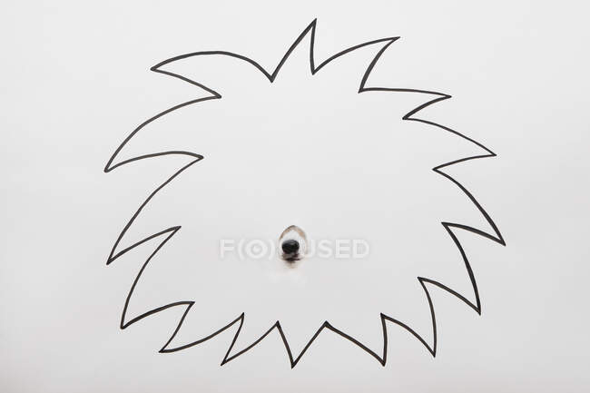 Schnauze von kleinem Hund versteckt sich hinter gezogener Löwenmähne — Stockfoto