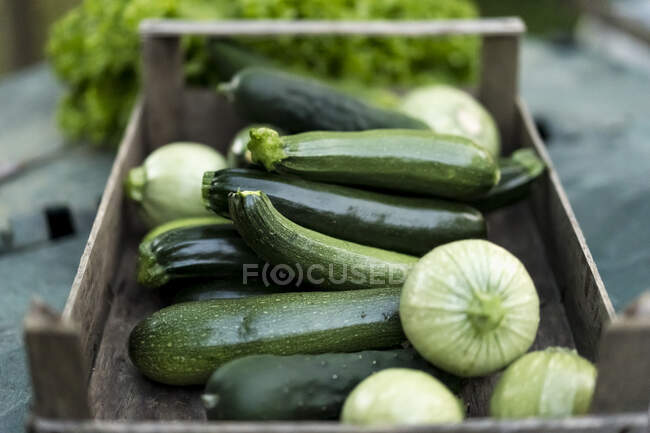 Zucchinis in wooden box — Stock Photo