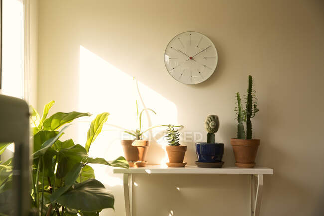 Настенные часы и горшки с растениями на полке в гостиной — стоковое фото