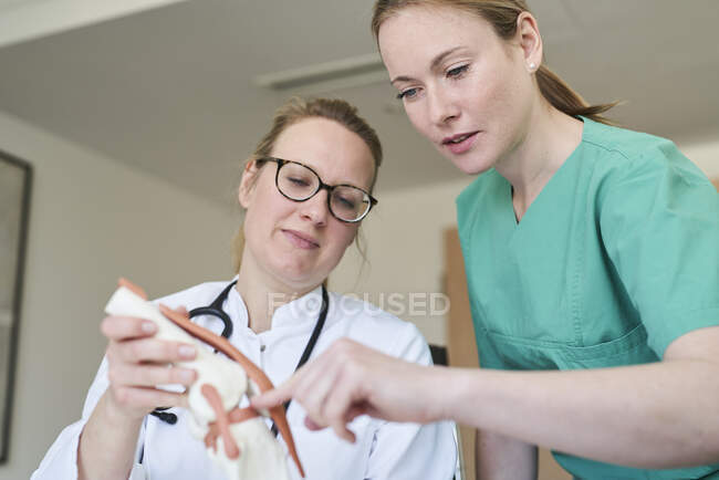 Femme médecin et femme dans les gommages avec modèle d'articulation du genou parler — Photo de stock