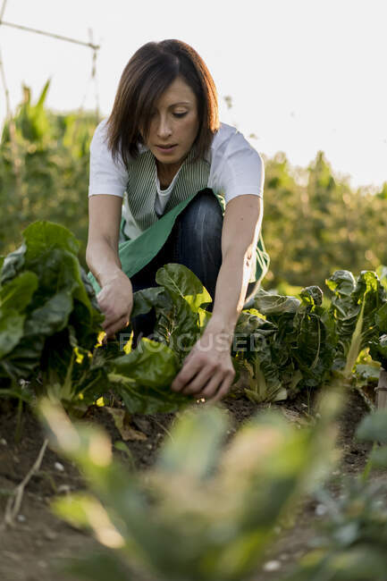 Mulher trabalhando em sua horta — Fotografia de Stock
