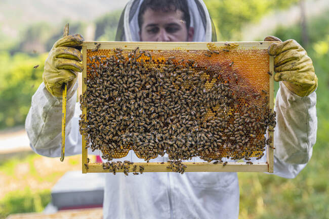 Marco de comprobación apicultor con abejas - foto de stock