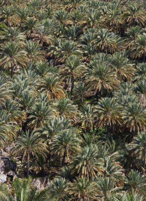 Оман, провинция Ад-Дахилия, пальмовая роща — стоковое фото