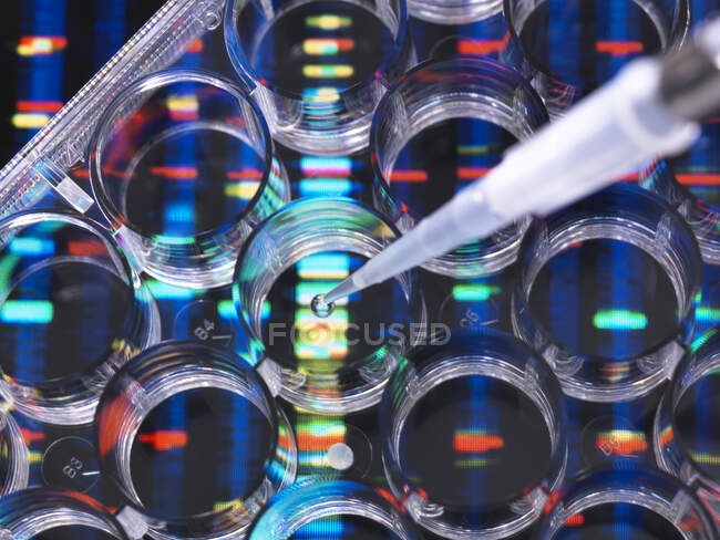 Investigación de ADN, muestras de ADN en una placa de varios pozos listo para su análisis con los resultados de ADN en el fondo - foto de stock