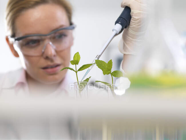 Biotecnologia vegetale, Scienziato che coltiva vari ceppi di piante per sviluppare la resistenza alle malattie — Foto stock