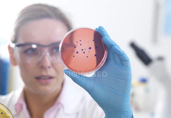 Microbiología, Científico observando cultivos que crecen en placas de Petri antes de colocarlos bajo un microscopio invertido en el laboratorio - foto de stock