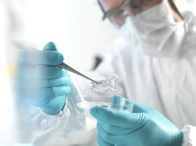 Forensic scientist examining fragments of paper in a laboratory — Stock Photo