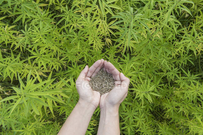 Конопля на руках фото ускорить процесс выведения марихуаны из организма