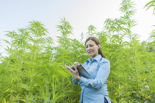 Woman using tablet in a hemp plantation — Stock Photo
