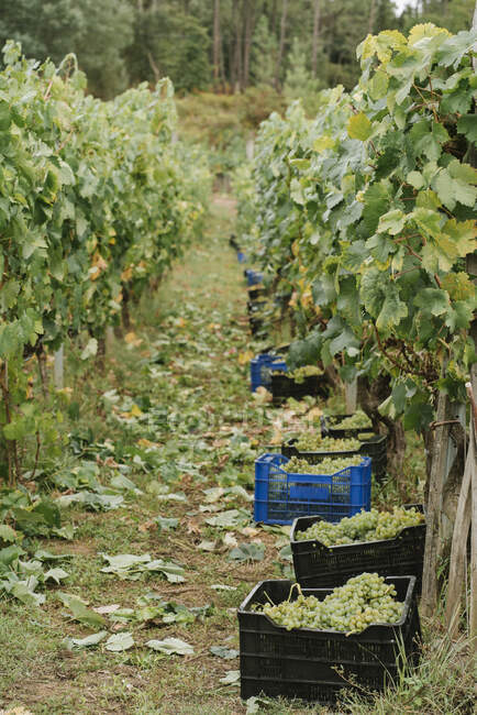 Scatole con uve verdi raccolte in vigna — Foto stock