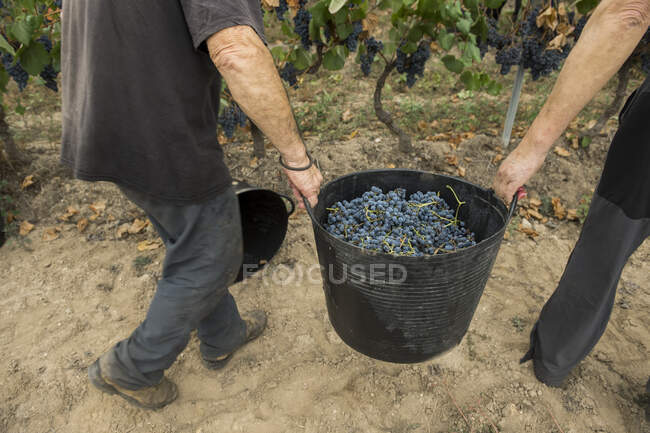 Двоє чоловіків збирають виноград у винограднику. — стокове фото