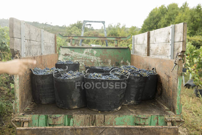 Сбор винограда в корзинах для сбора урожая в сельскохозяйственном тракторе — стоковое фото