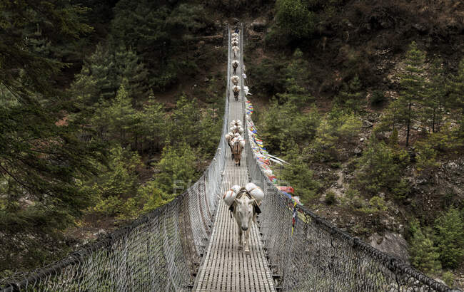 Donkeys portant des dispositions sur Phakding pont suspendu, Solo Khumbu, nepal — Photo de stock