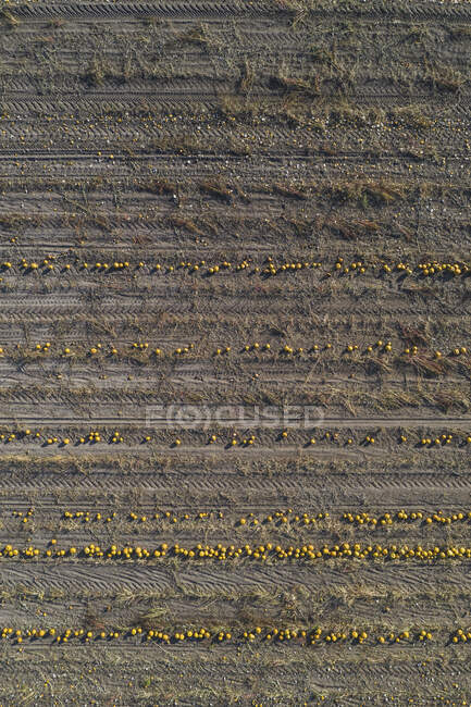 Campo di zucca al momento della raccolta, vista aerea — Foto stock