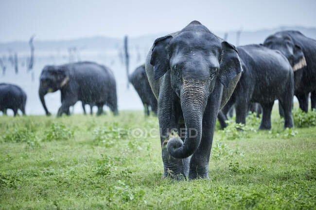 Elefante asiatico al pascolo contro la mandria al Parco Nazionale di Kaudulla — Foto stock