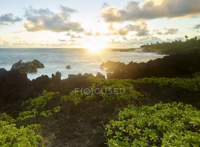 Plants growing at Hana Bay by sea against sky during sunset — Stock Photo