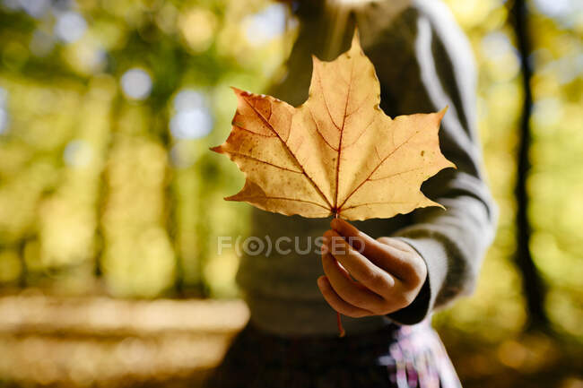 Рука дівчини, що тримає осіннє листя, крупним планом — стокове фото