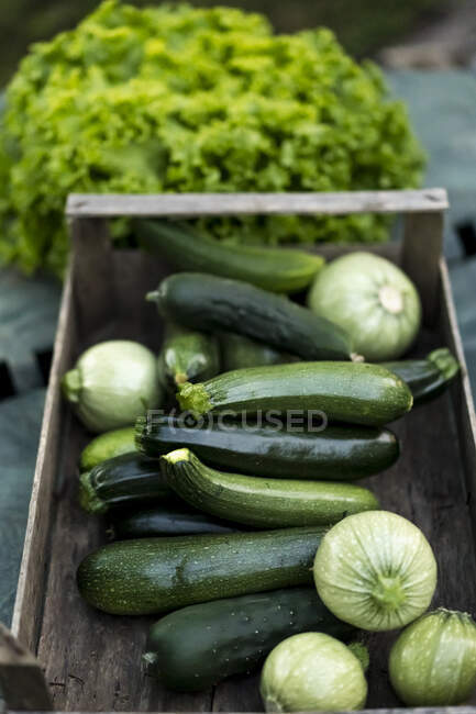 Zucchinis in wooden box — Stock Photo