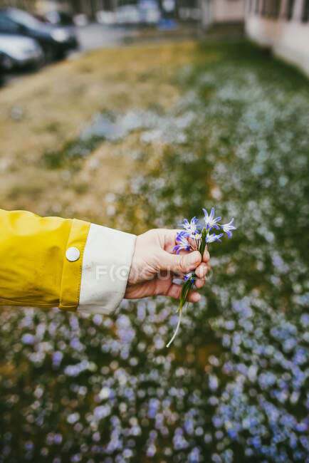 Primo piano di donna che raccoglie fiori da un prato — Foto stock