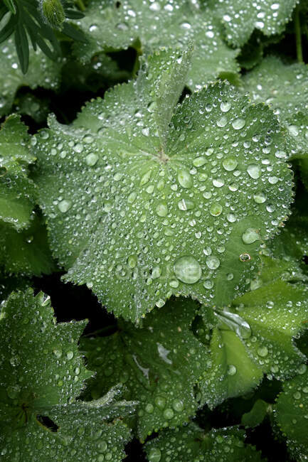 Gotas de lluvia sobre las hojas del manto de la dama - foto de stock
