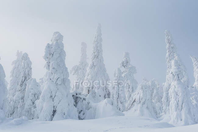 Snow-covered fir trees, Arbermandel, Ore Mountains, Germany — Stock Photo