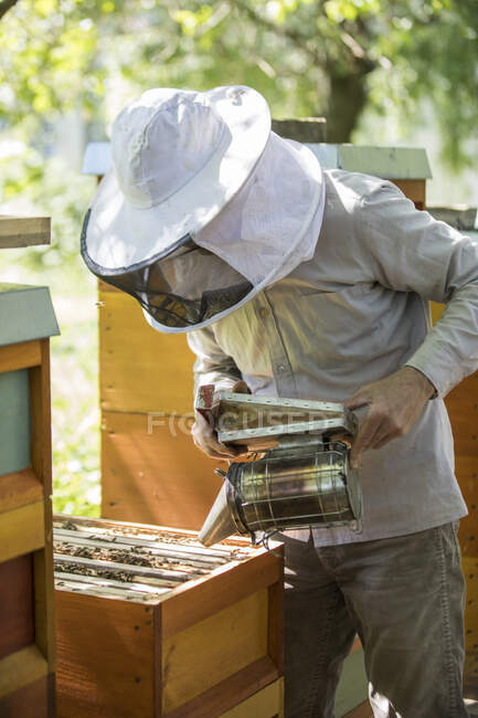 Beekeeper checking honeycomb with honeybees, using smoker — Stock Photo