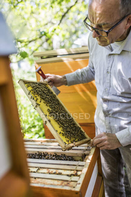 Apicoltore che controlla nido d'ape con api da miele — Foto stock