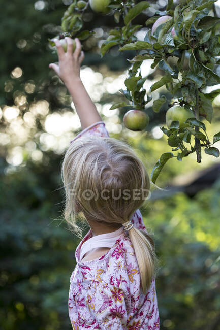 Visão traseira da menina pegar maçã da árvore — Fotografia de Stock