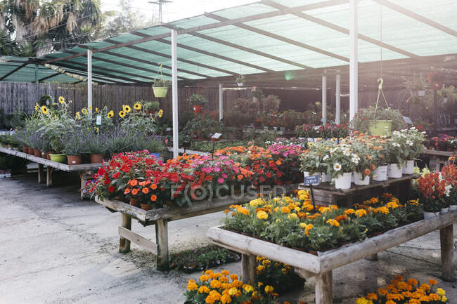 Assortimento di fiori in un centro di giardino — Foto stock