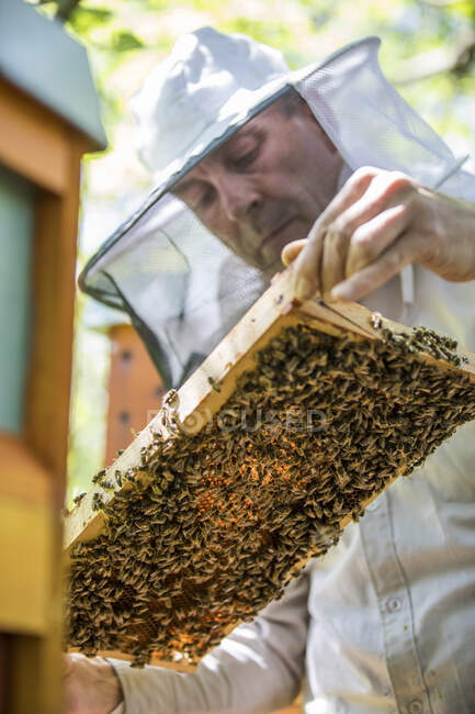 Apicultor revisando panal con abejas - foto de stock