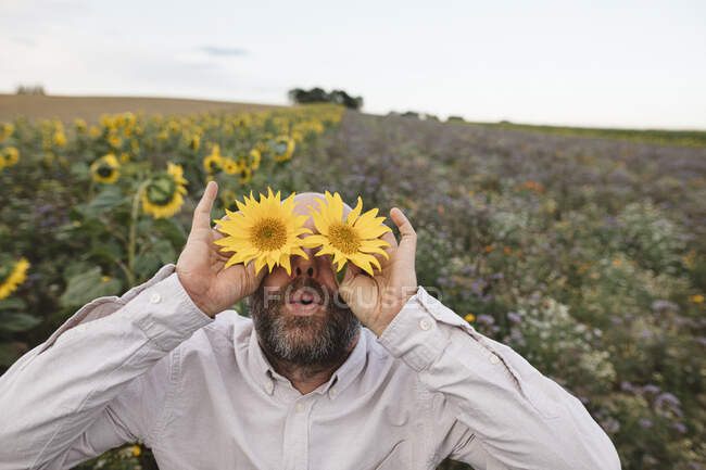 Hombre juguetón cubriéndose los ojos con girasoles en un campo — espacio de  copia, cándida - Stock Photo | #464736250