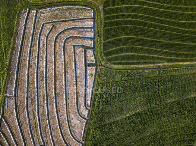Vista aérea del campo agrícola, Bali, Indonesia - foto de stock