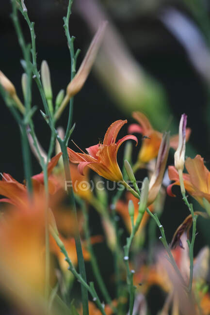 Primer plano de flores frescas de lirio naranja - foto de stock