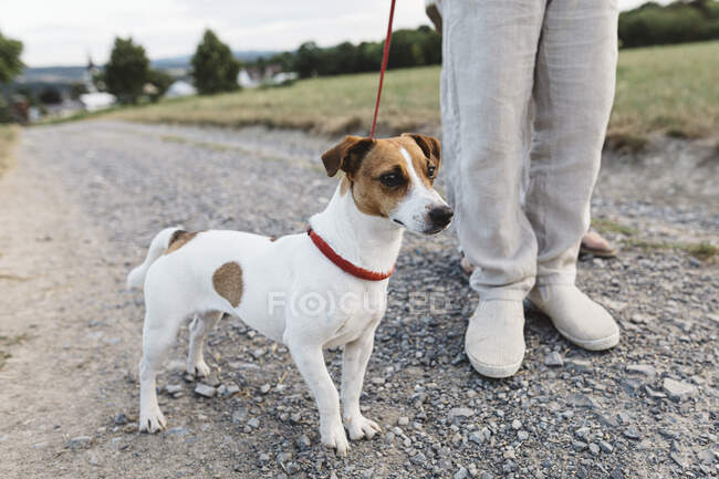 Primo piano del ragazzo con cane su pista sterrata — Foto stock