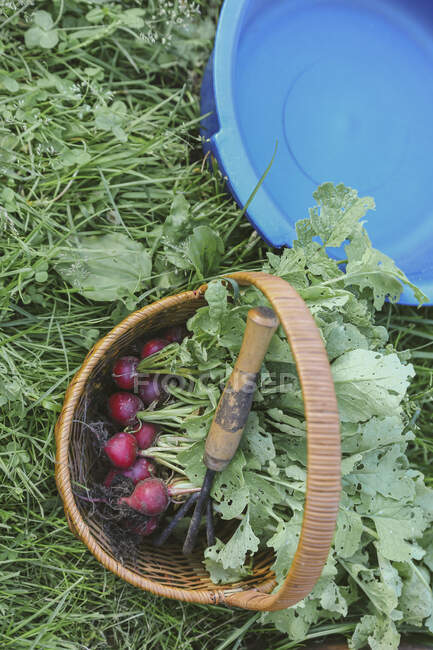 Harvested red radish in a basket — Stock Photo