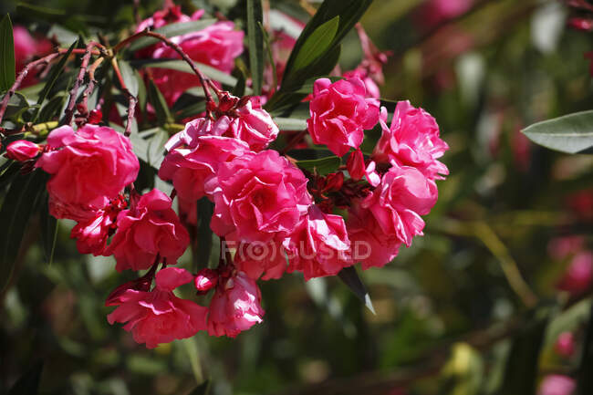 Close-up of fresh pink oleander flowers blooming outdoors — Stock Photo